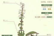 寻仙香草美食制作方法是什么？