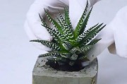 盆栽制作方法有哪些？需要哪些材料？