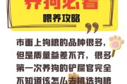 带狗粮效率提升方法是什么？