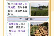 我的世界中姜的种植方法是什么？种植姜需要注意什么？