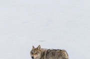 孤独沙漠狼战斗技巧是什么？