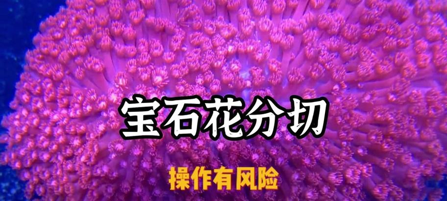 切割宝石在魔兽世界中的正确方法是什么？