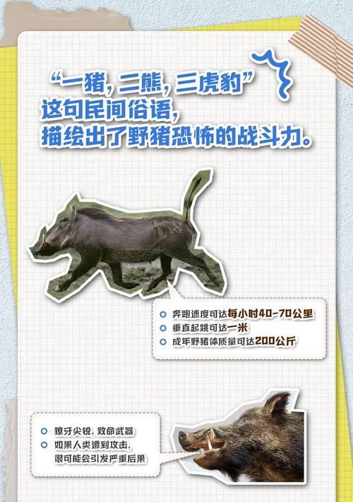 白野猪的正确路线是什么？