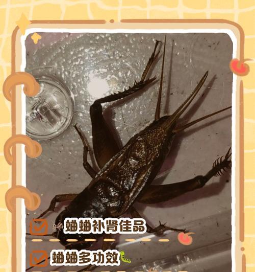 大蛐蛐获取方法是什么？如何有效利用？