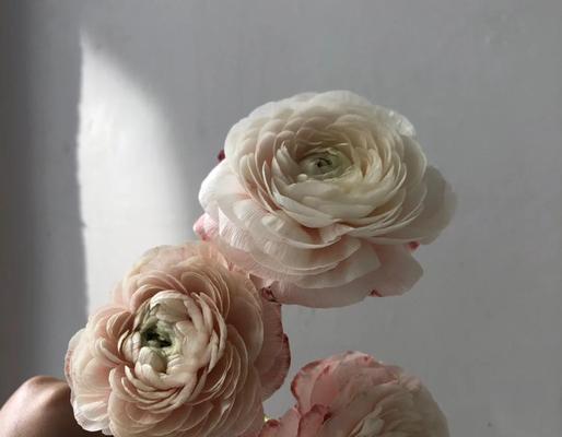 阴阳师凤求凰染色技巧有哪些？