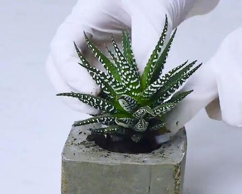 盆栽制作方法有哪些？需要哪些材料？