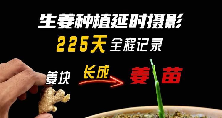 我的世界中姜的种植方法是什么？种植姜需要注意什么？