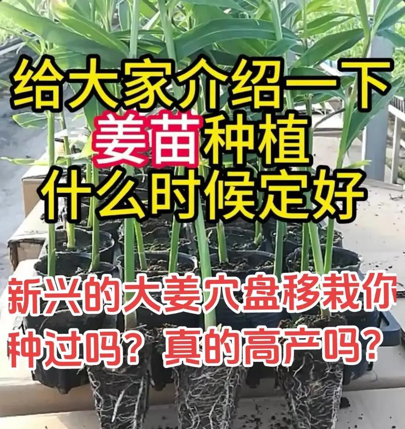我的世界中姜的种植方法是什么？种植姜需要注意什么？