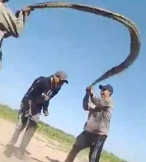 我的世界中虐待动物会有什么后果？如何正确对待动物？