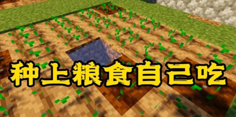 我的世界甜菜种植方法是什么？如何提高甜菜产量？