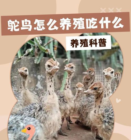 我的世界中鸵鸟驯化方法是什么？驯化后鸵鸟有哪些用途？