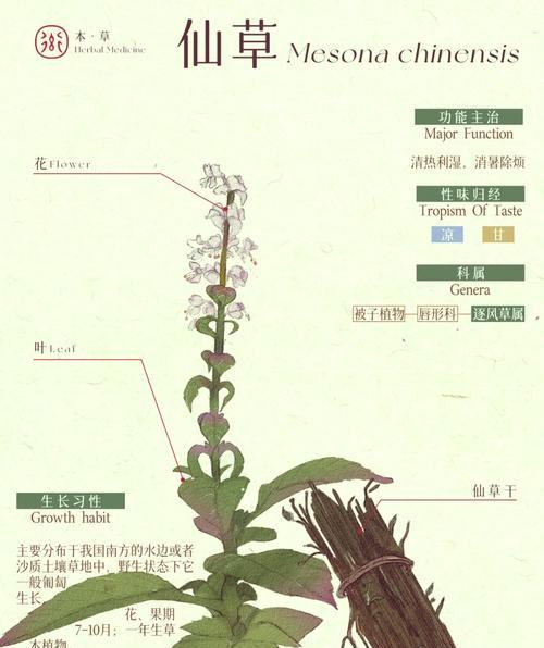 寻仙香草美食制作方法是什么？